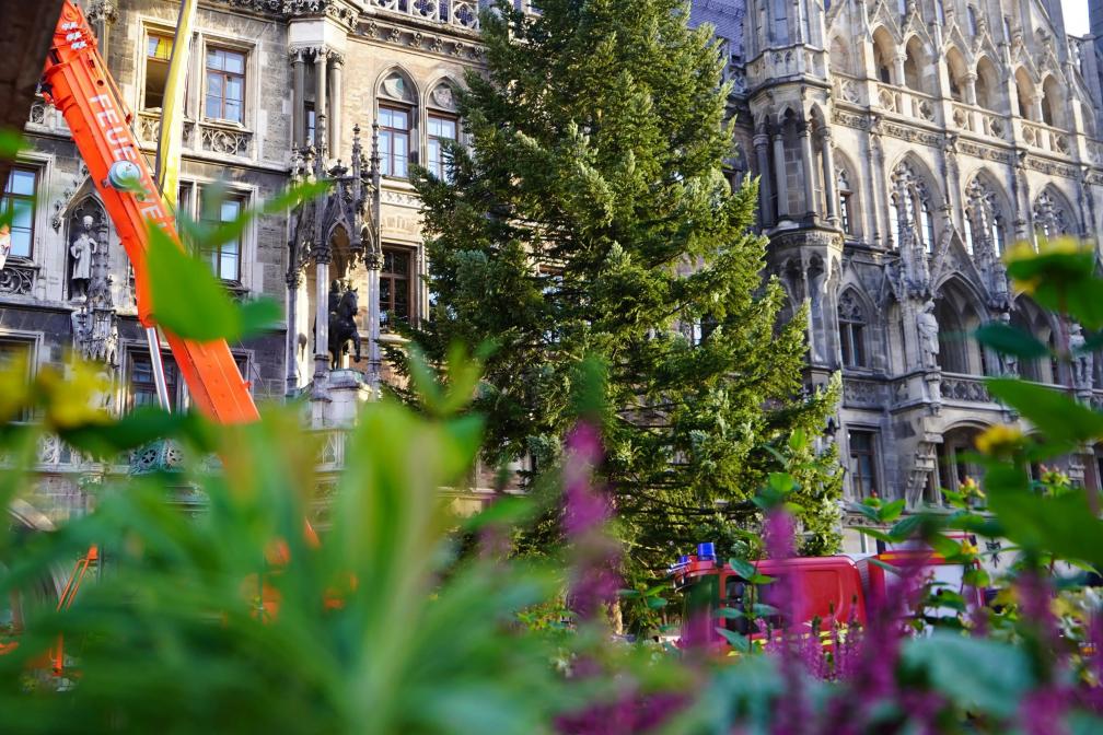 Christbaum-Aufstellung 2022