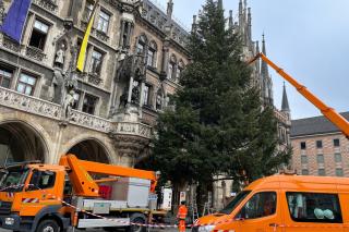 Ein Team des städtischen Baureferats, Abteilung Straßenbeleuchtung, schmückt den Baum mit Lichterketten.